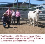 Rocky All Stars Elite Brahman Female Sale