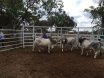 BEEF BULL SALE CLERMONT
