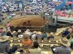 The Bull Sale That Stop The Nation