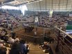 The Bull Sale That Stop The Nation