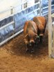 The Bull Sale That Stop The Nation
