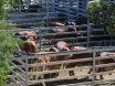 The Bull Sale That Stop The Nation