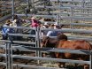 The Bull Sale That Stop The Nation