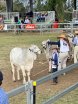 Wilangi Kids @ Junior Beef 2018