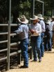 NCC BRAHMAN SALE