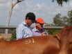 NCC BRAHMAN SALE