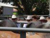 NCC BRAHMAN SALE