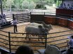 NCC BRAHMAN SALE