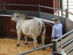 NCC BRAHMAN SALE