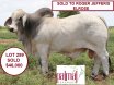 Big Country Sale Tops At $94,000