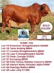 2016 National Droughtmaster Sale