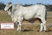PBF Spring Bull Sale Wrap Up 