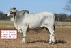 PBF Spring Bull Sale Wrap Up 