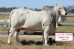 PBF Spring Bull Sale Wrap Up 
