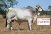 PBF Spring Bull Sale Wrap Up 
