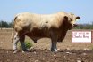 PBF Spring Bull Sale Wrap Up 