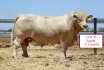 PBF Spring Bull Sale Wrap Up 