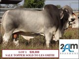 BEEF BULL SALE CLERMONT