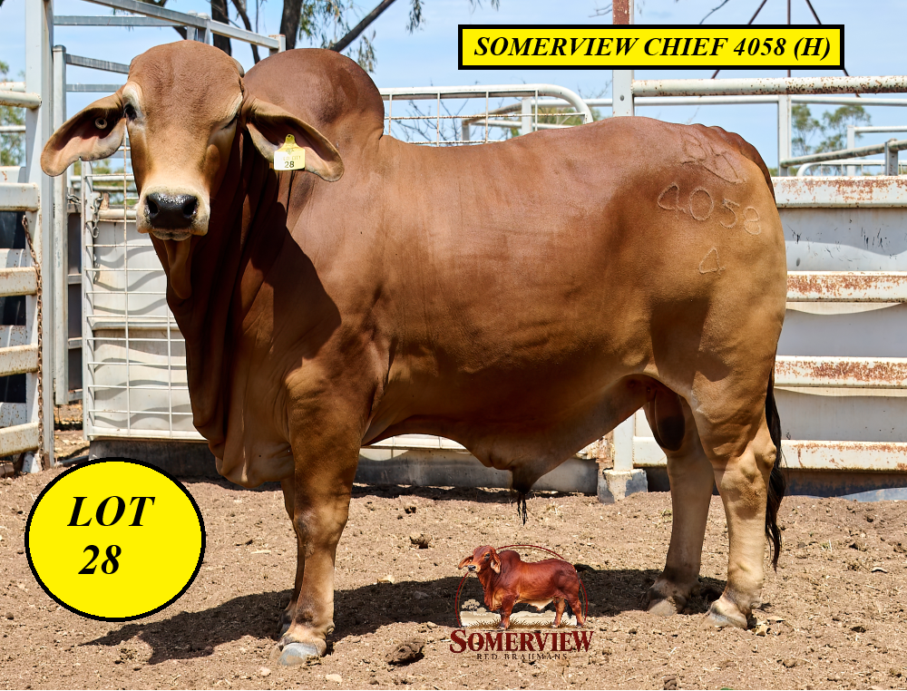 Lot 28