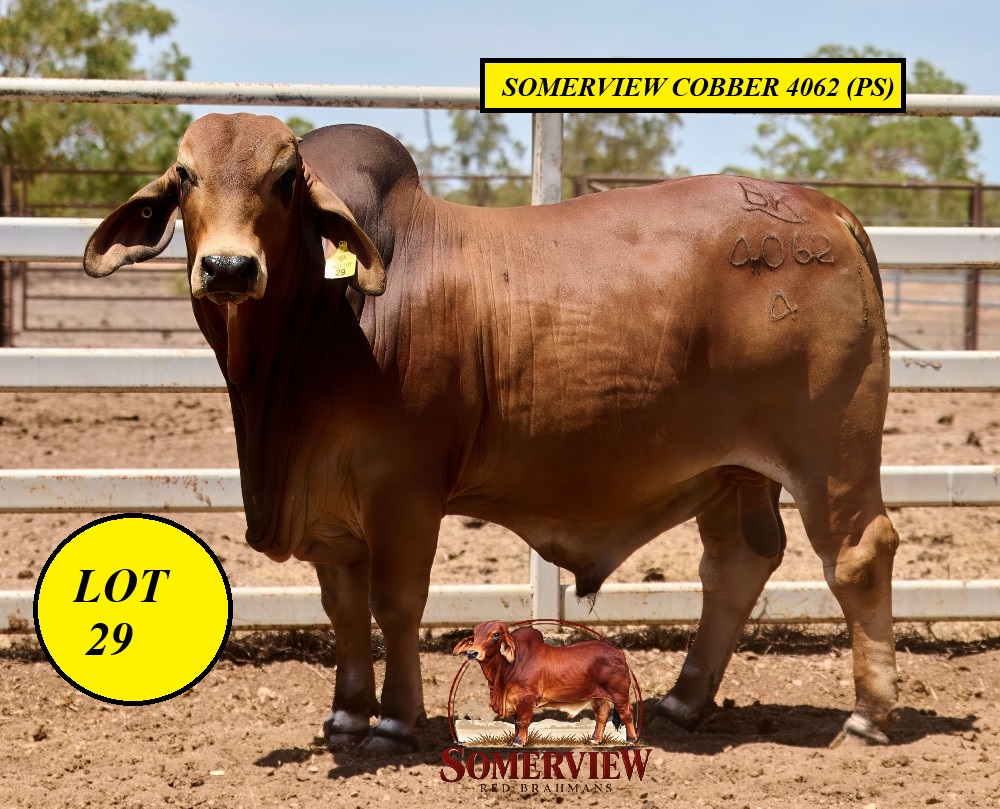 Lot 29