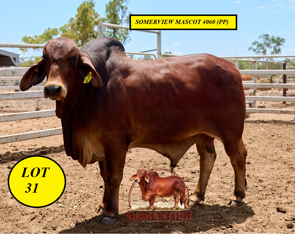 Lot 31