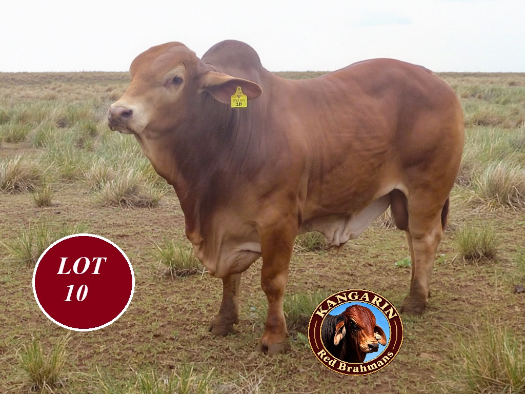 LOT 10