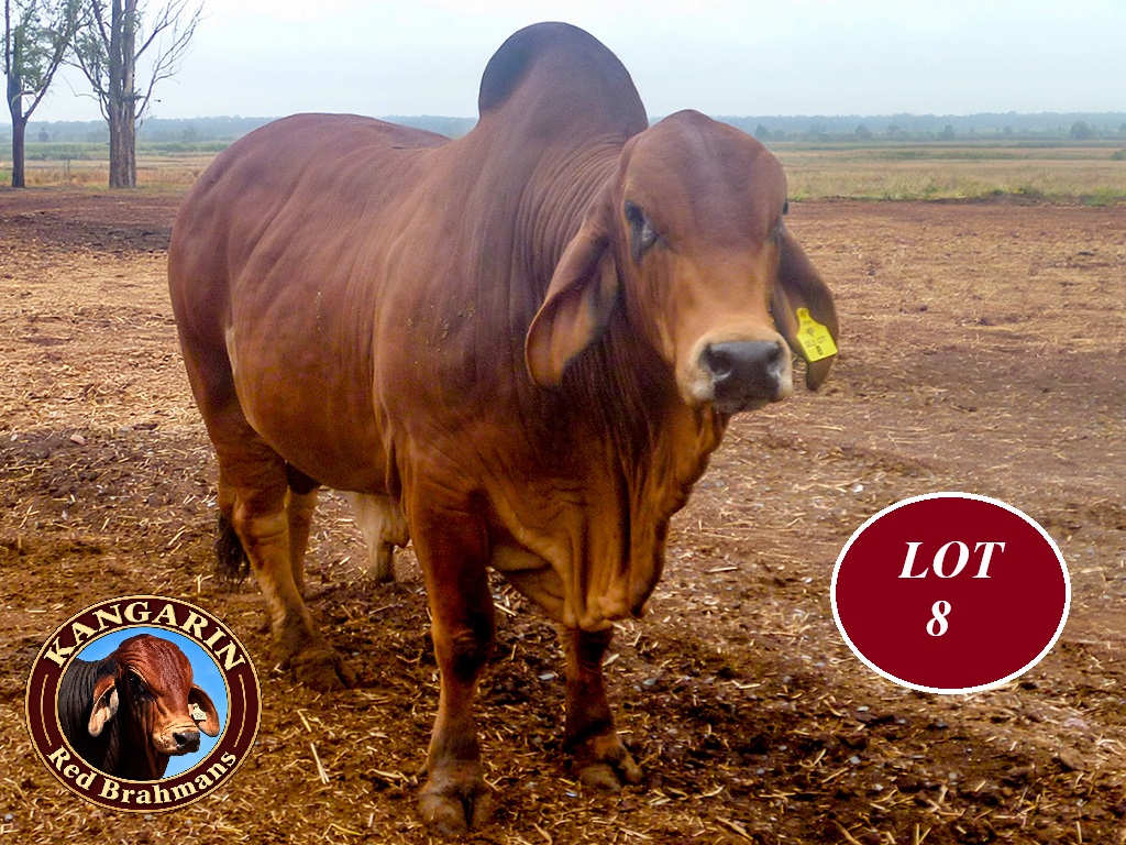LOT 8