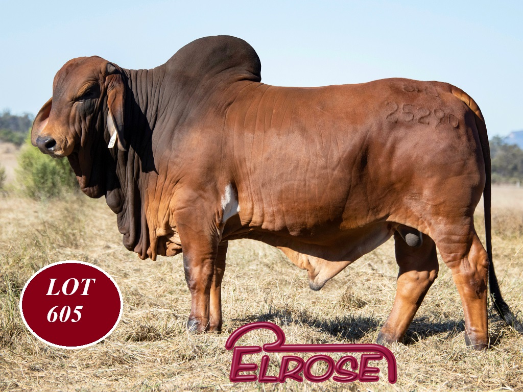 LOT 605
