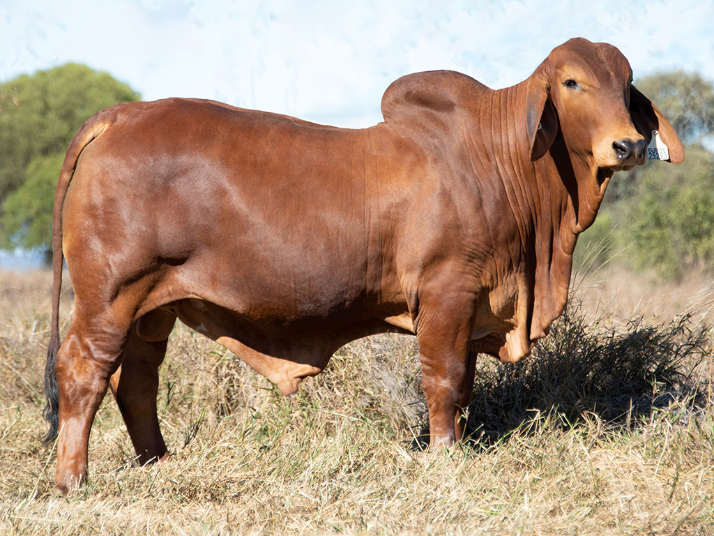 Lot 604