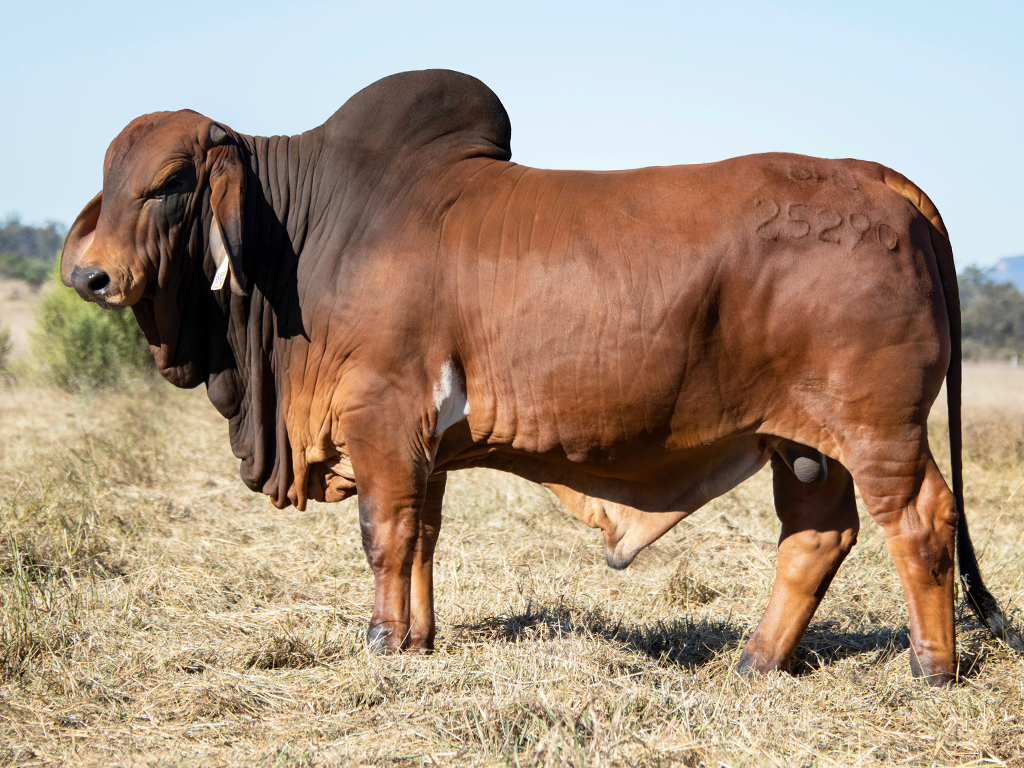 lot 605