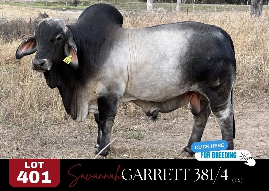 Brahma Lot401