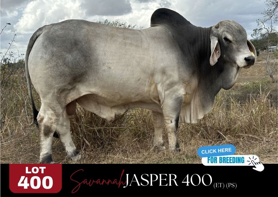 BrahmanWeek 400 Photo