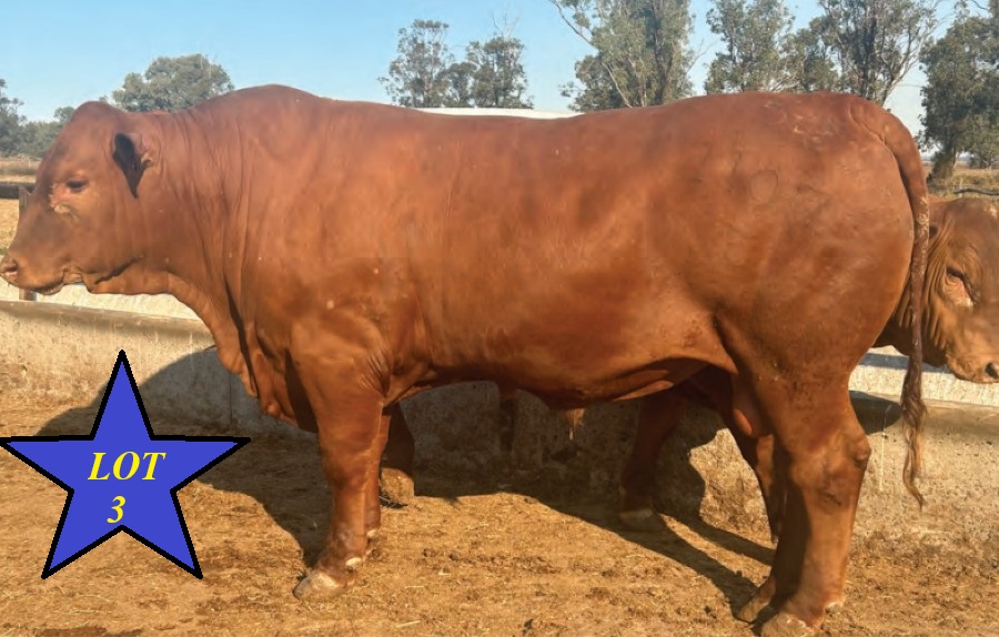LOT 03