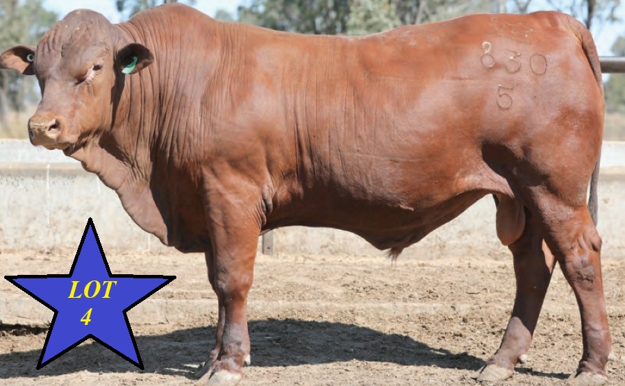 LOT 04