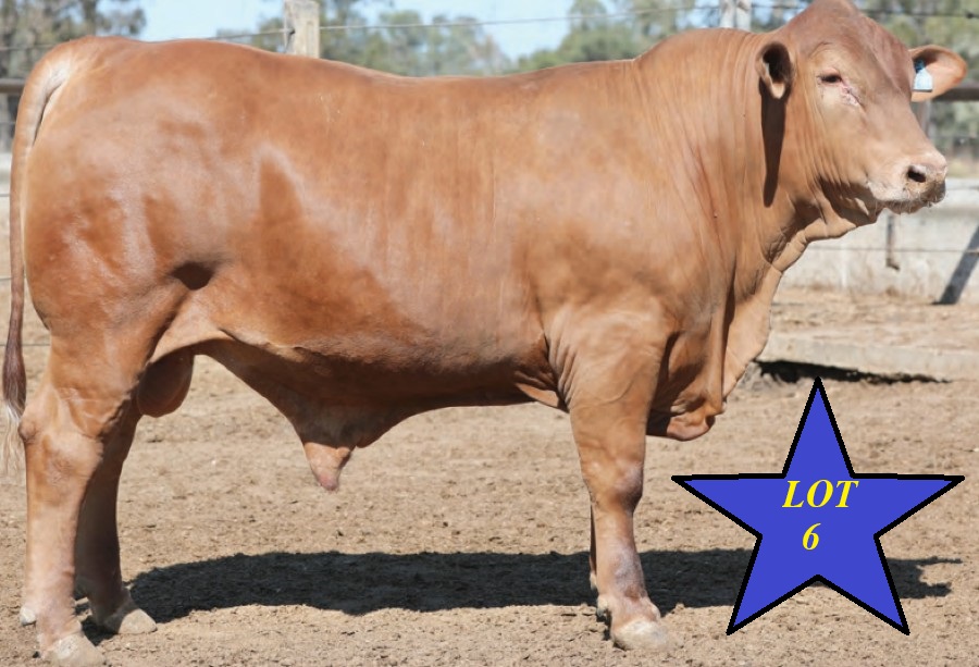 LOT 06