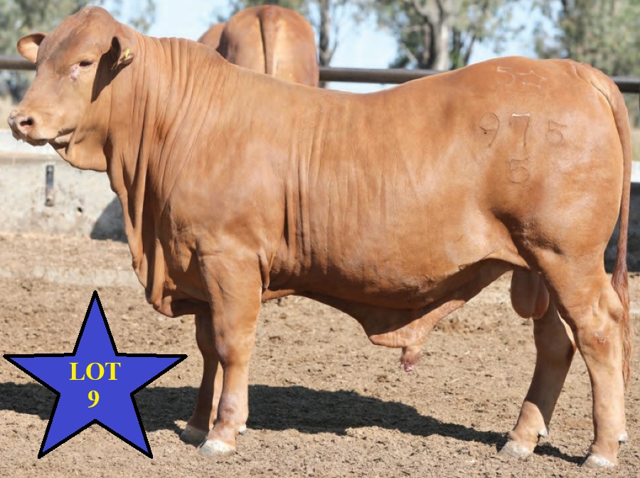 LOT 09