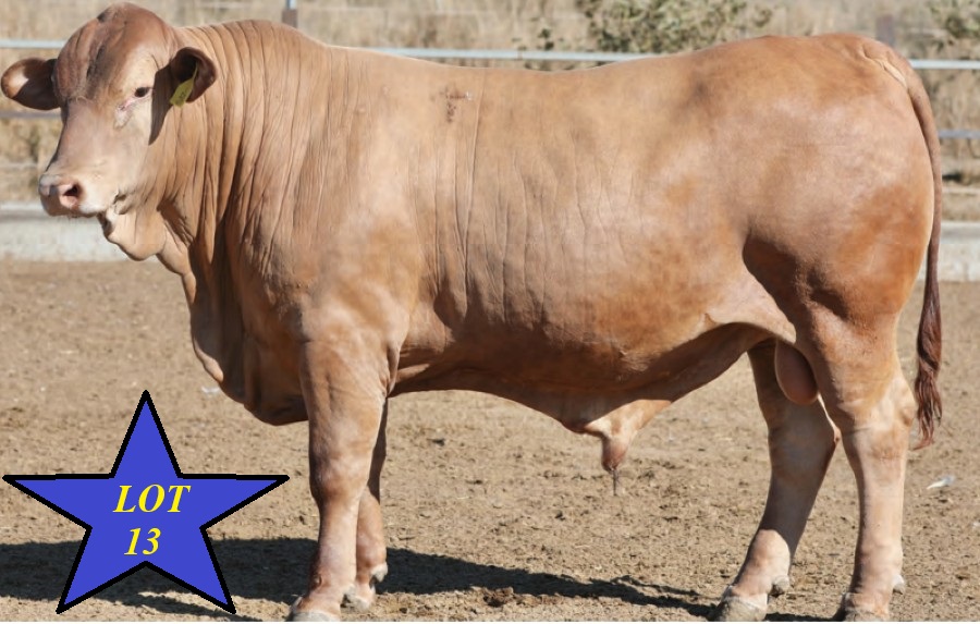 LOT 13