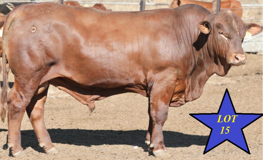 LOT 15