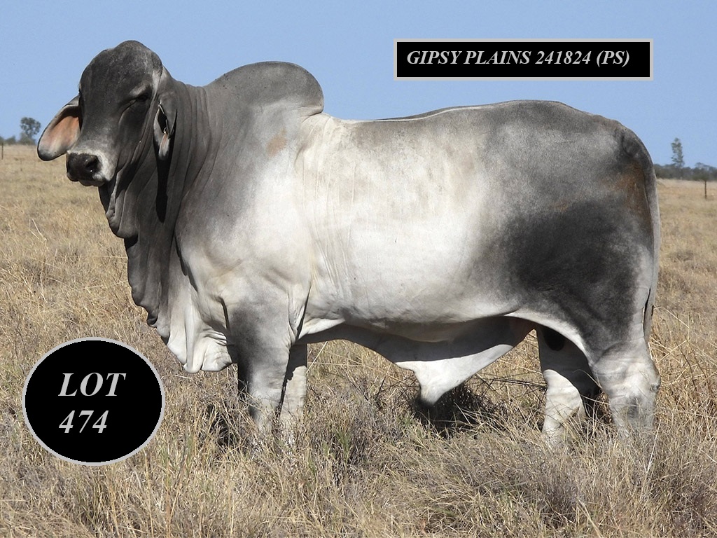 LOT 474