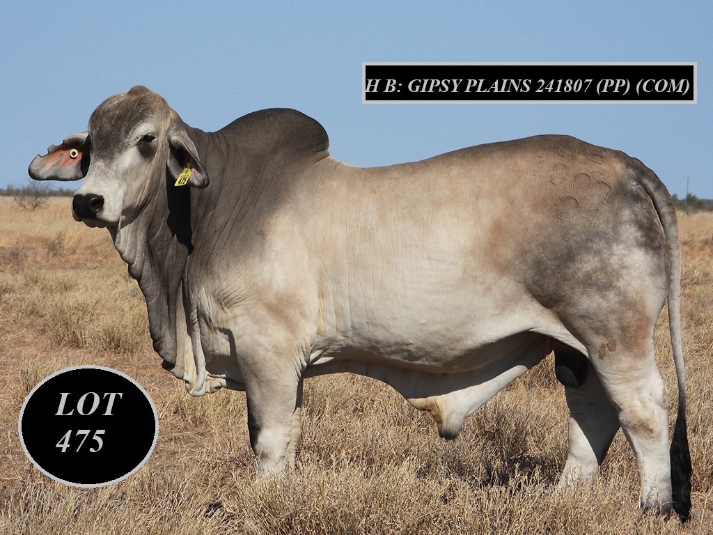 LOT 475