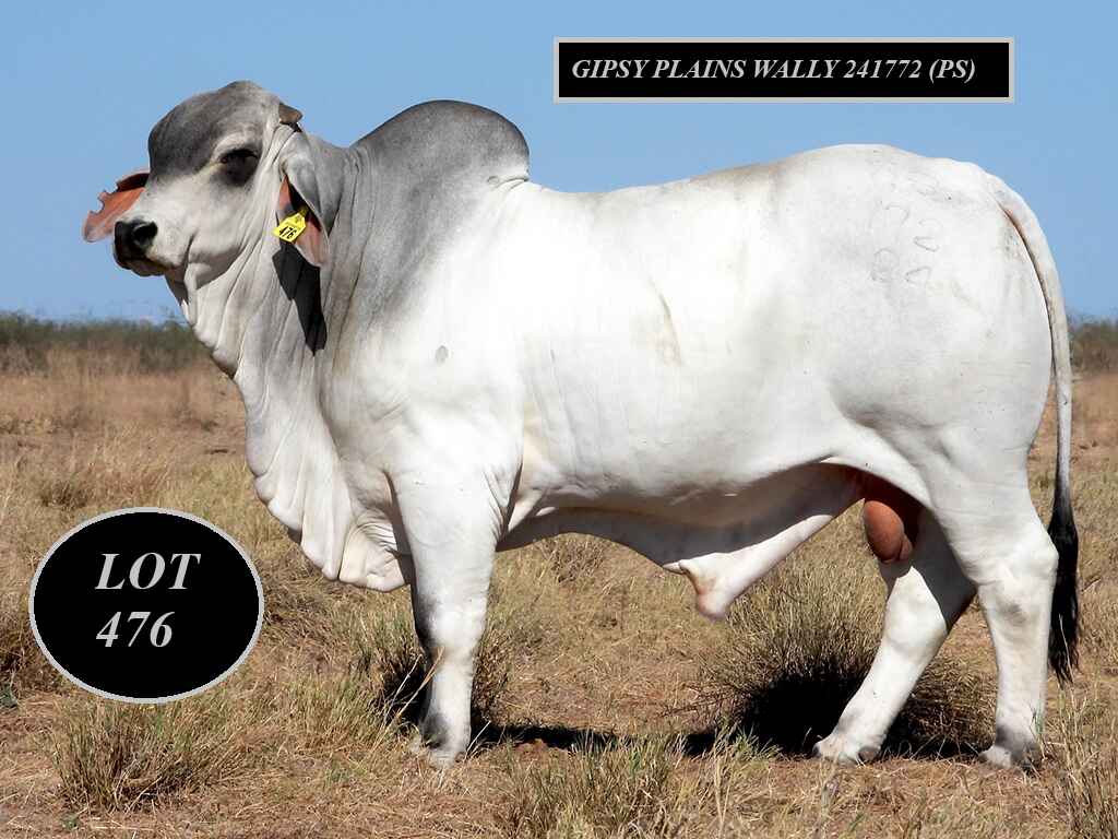 LOT 476