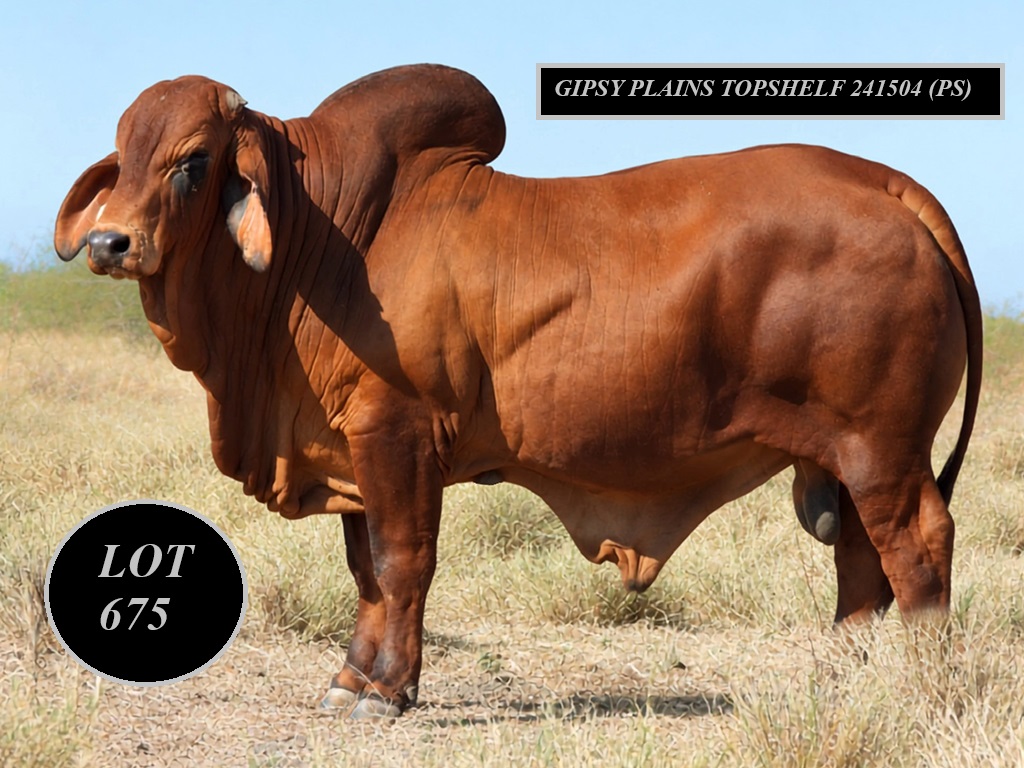 LOT 675