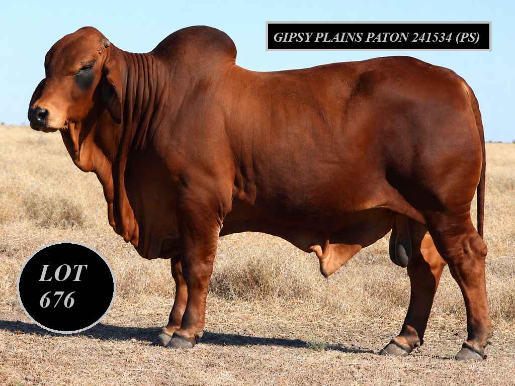 LOT 676