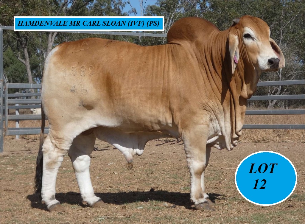 LOT 12 1