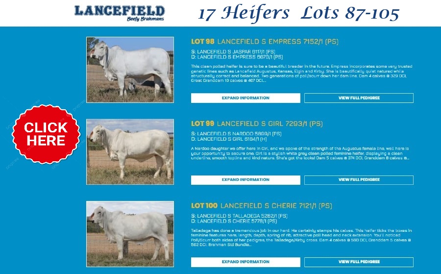 KOLHEIFERS