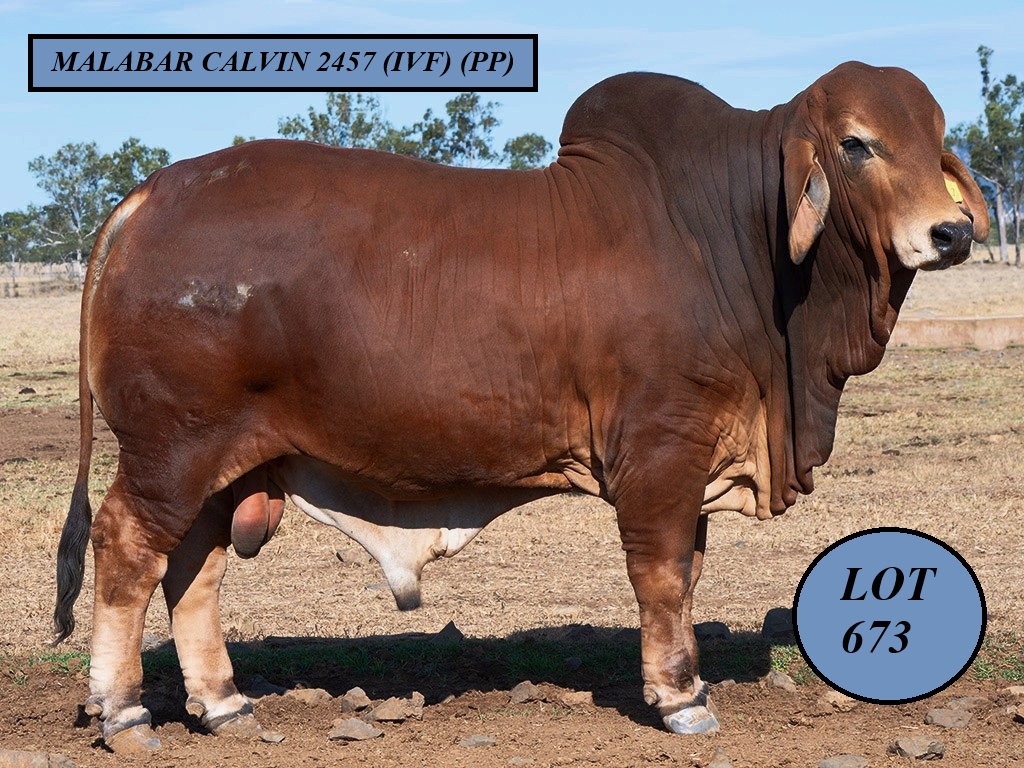 LOT 673