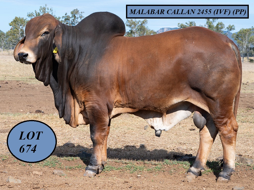 LOT 674