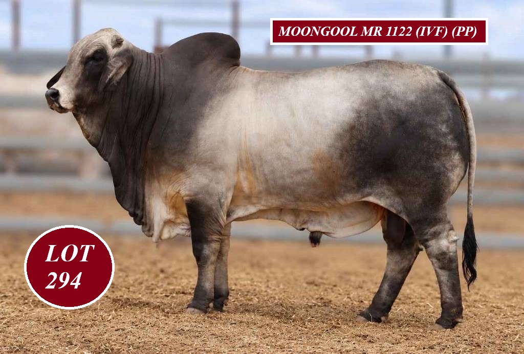 lot 294