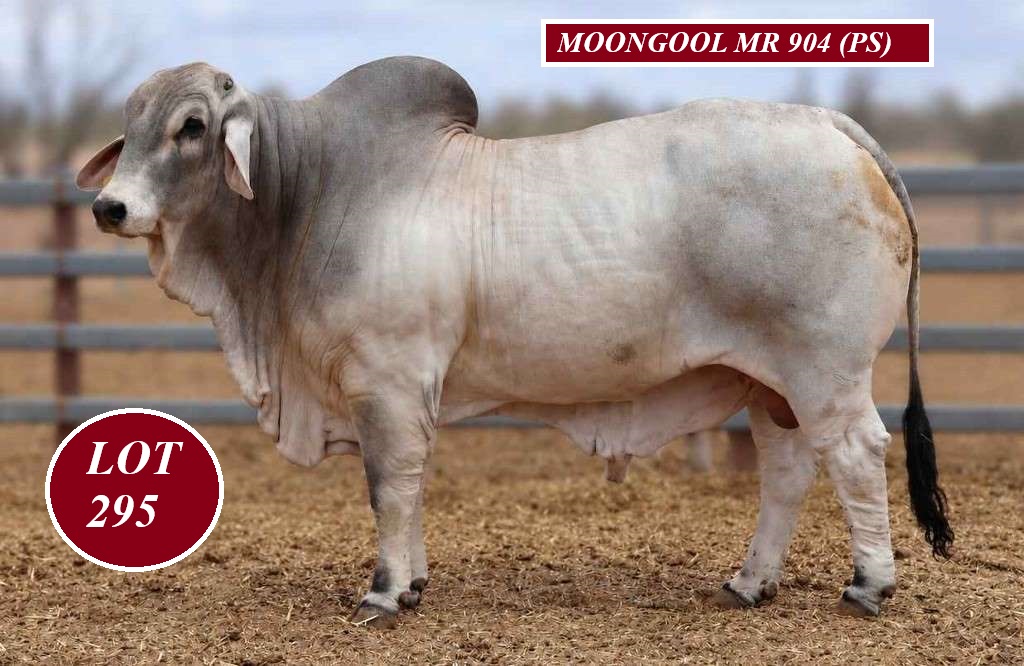 lot 295