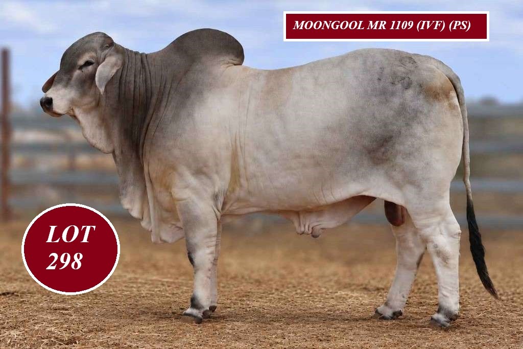 lot 298